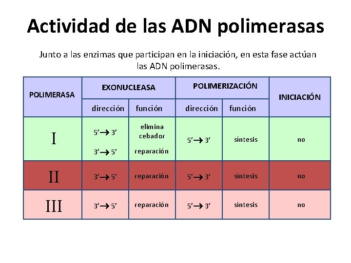 Actividad de las ADN polimerasas Junto a las enzimas que participan en la iniciación,