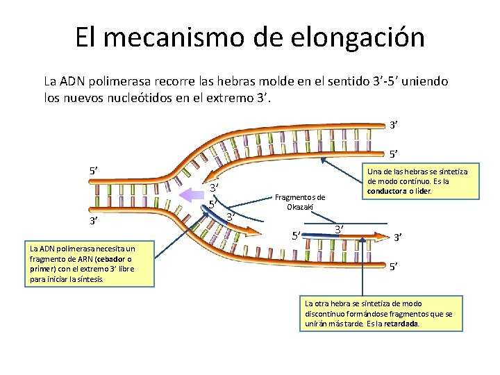 El mecanismo de elongación La ADN polimerasa recorre las hebras molde en el sentido