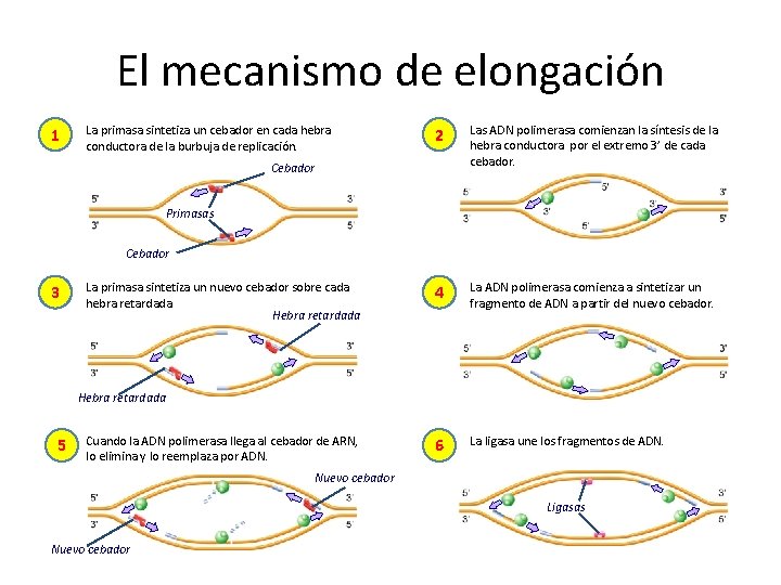 El mecanismo de elongación 1 La primasa sintetiza un cebador en cada hebra conductora