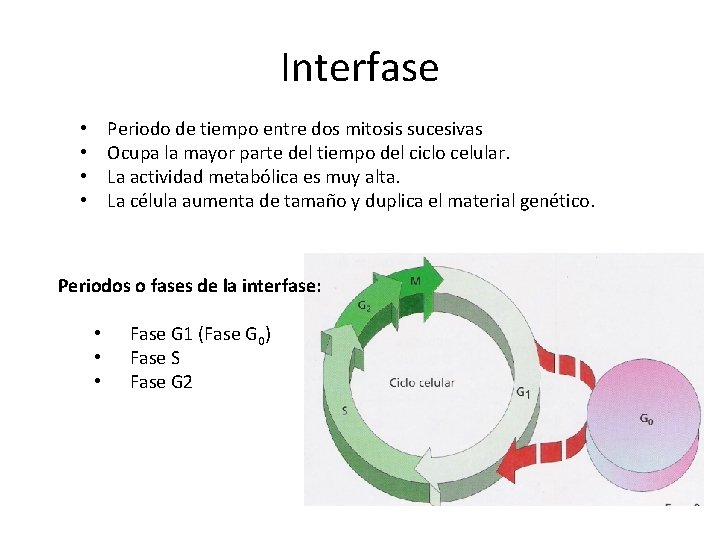 Interfase Periodo de tiempo entre dos mitosis sucesivas Ocupa la mayor parte del tiempo