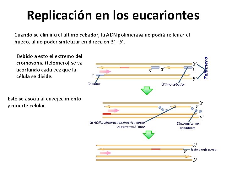 Replicación en los eucariontes Debido a esto el extremo del cromosoma (telómero) se va