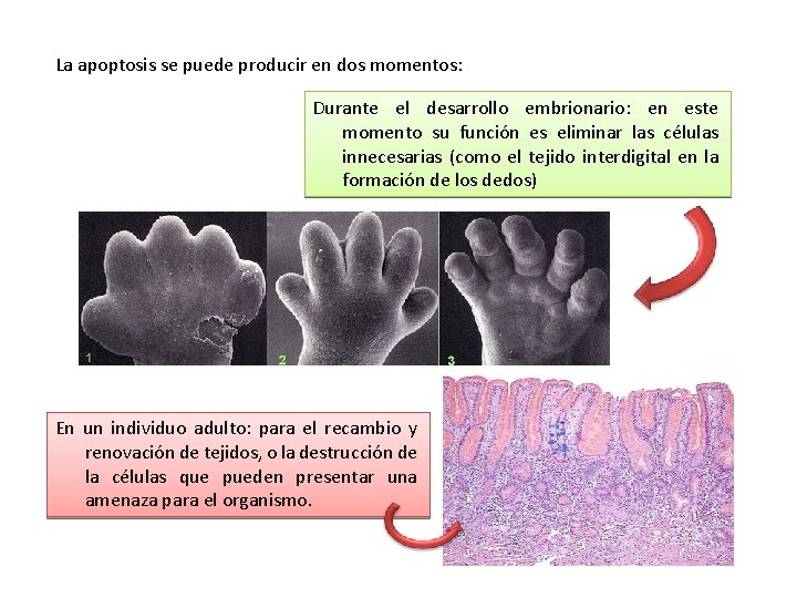 La apoptosis se puede producir en dos momentos: Durante el desarrollo embrionario: en este