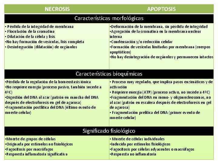  NECROSIS APOPTOSIS Características morfológicas • Pérdida de la integridad de membrana • Floculación