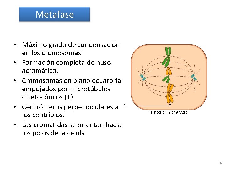 Metafase • Máximo grado de condensación en los cromosomas • Formación completa de huso