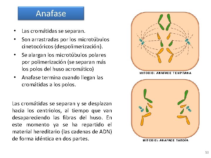 Anafase • Las cromátidas se separan. • Son arrastradas por los microtúbulos cinetocóricos (despolimerización).