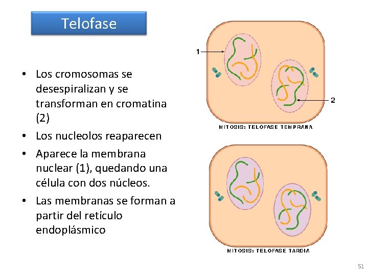 Telofase • Los cromosomas se desespiralizan y se transforman en cromatina (2) • Los