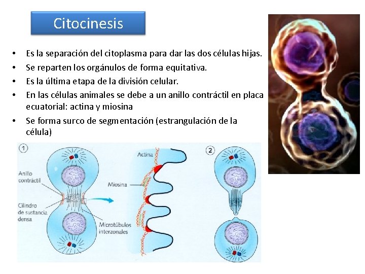 Citocinesis • • • Es la separación del citoplasma para dar las dos células