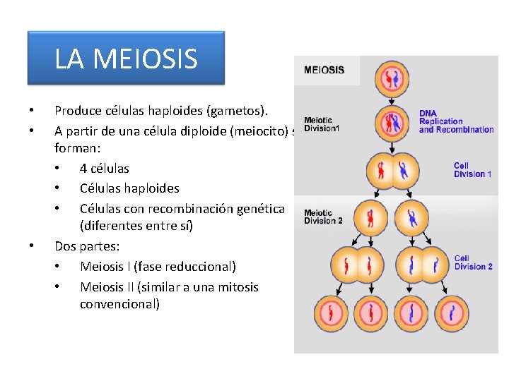 LA MEIOSIS • • • Produce células haploides (gametos). A partir de una célula
