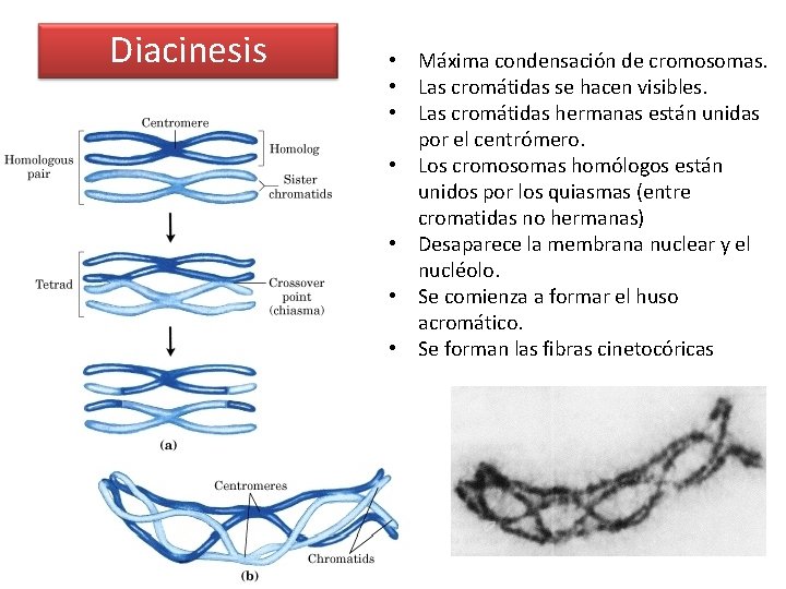 Diacinesis • Máxima condensación de cromosomas. • Las cromátidas se hacen visibles. • Las
