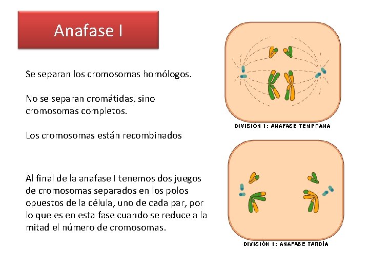 Anafase I Se separan los cromosomas homólogos. No se separan cromátidas, sino cromosomas completos.