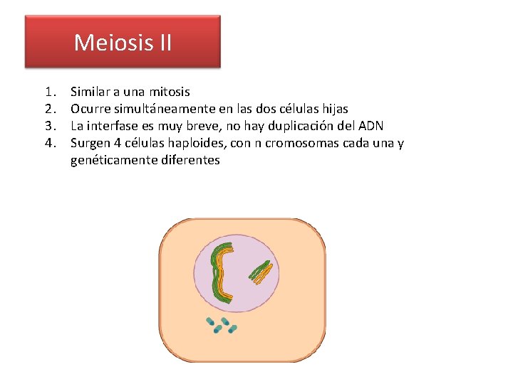Meiosis II 1. 2. 3. 4. Similar a una mitosis Ocurre simultáneamente en las