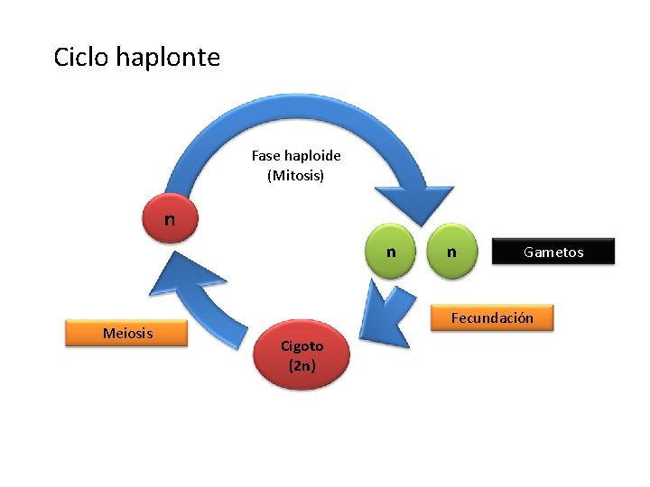 Ciclo haplonte Fase haploide (Mitosis) n n Meiosis n Gametos Fecundación Cigoto (2 n)
