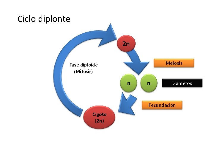 Ciclo diplonte 2 n Meiosis Fase diploide (Mitosis) n n Gametos Fecundación Cigoto (2