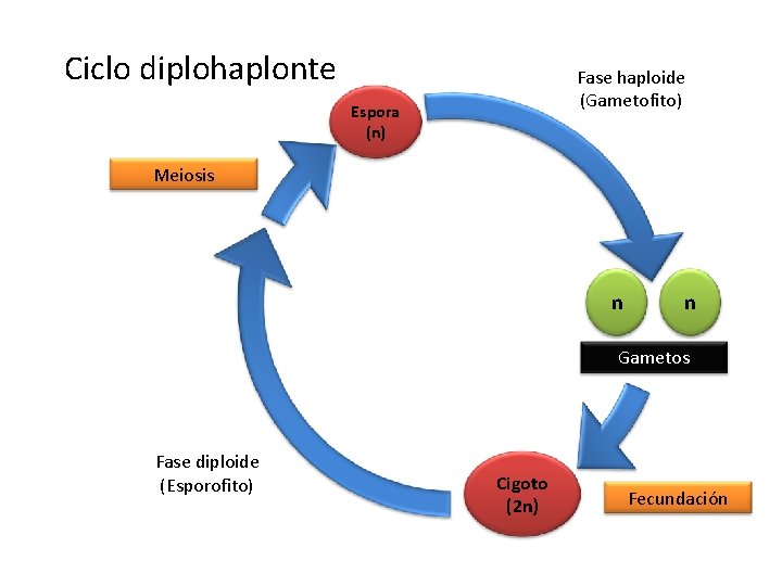 Ciclo diplohaplonte Fase haploide (Gametofito) Espora (n) Meiosis n n Gametos Fase diploide (Esporofito)