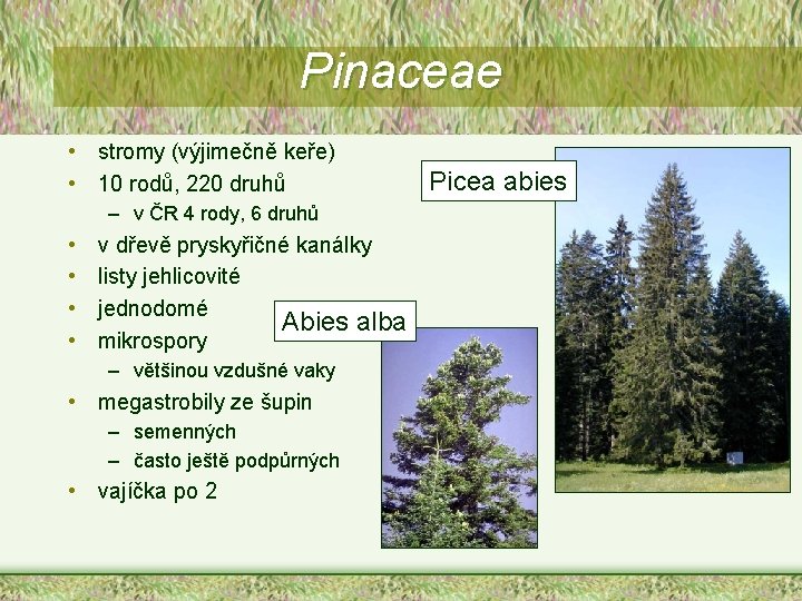 Pinaceae • stromy (výjimečně keře) • 10 rodů, 220 druhů – v ČR 4