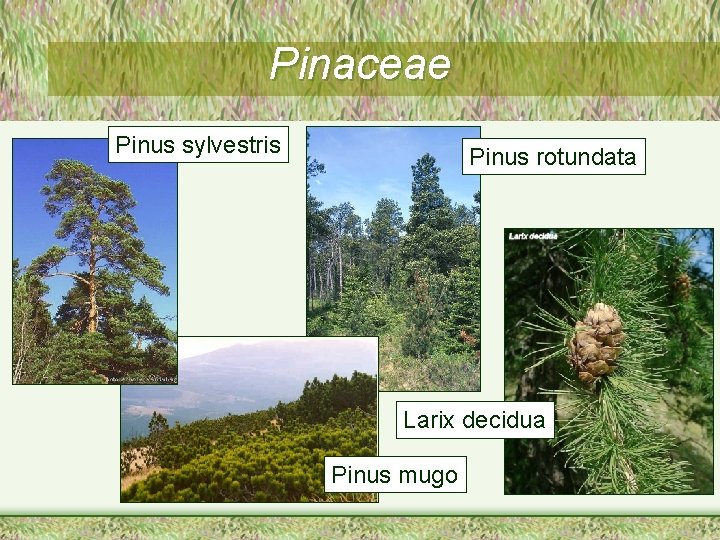 Pinaceae Pinus sylvestris Pinus rotundata Larix decidua Pinus mugo 