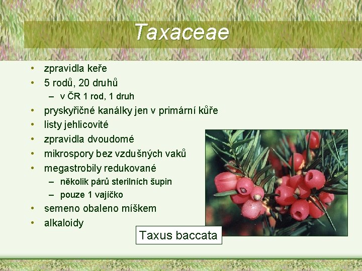 Taxaceae • zpravidla keře • 5 rodů, 20 druhů – v ČR 1 rod,