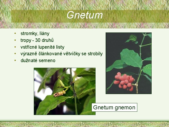 Gnetum • • • stromky, liány tropy - 30 druhů vstřícné lupenité listy výrazně