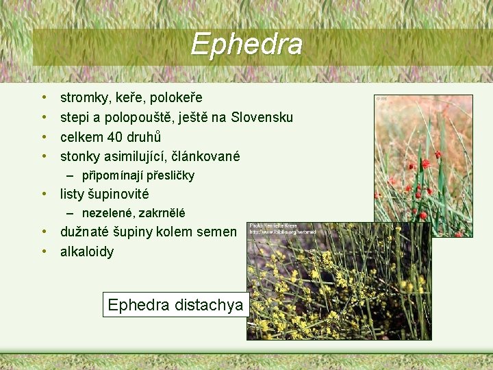 Ephedra • • stromky, keře, polokeře stepi a polopouště, ještě na Slovensku celkem 40