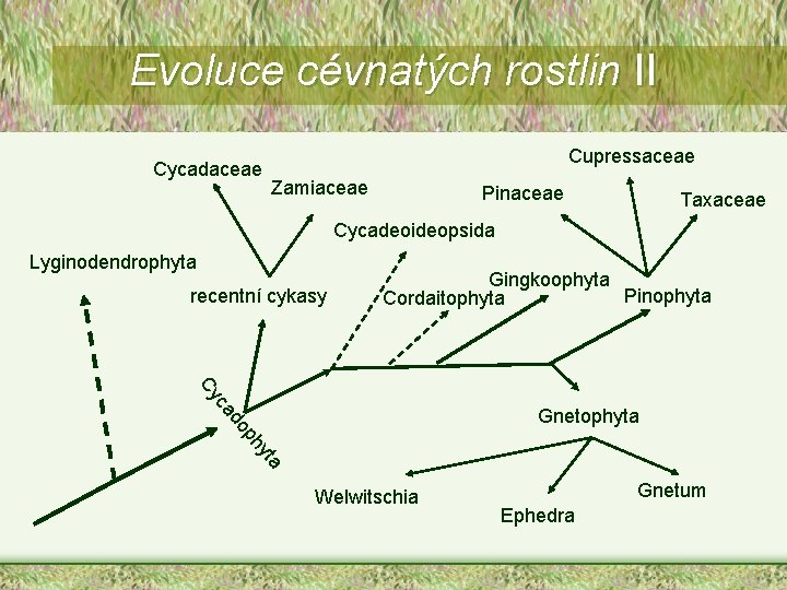 Evoluce cévnatých rostlin II Cycadaceae Cupressaceae Zamiaceae Pinaceae Taxaceae Cycadeoideopsida Lyginodendrophyta recentní cykasy Gingkoophyta