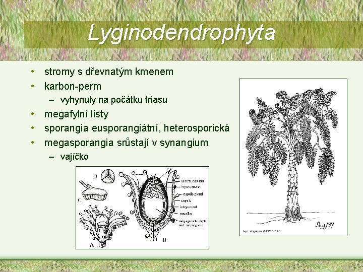 Lyginodendrophyta • stromy s dřevnatým kmenem • karbon-perm – vyhynuly na počátku triasu •