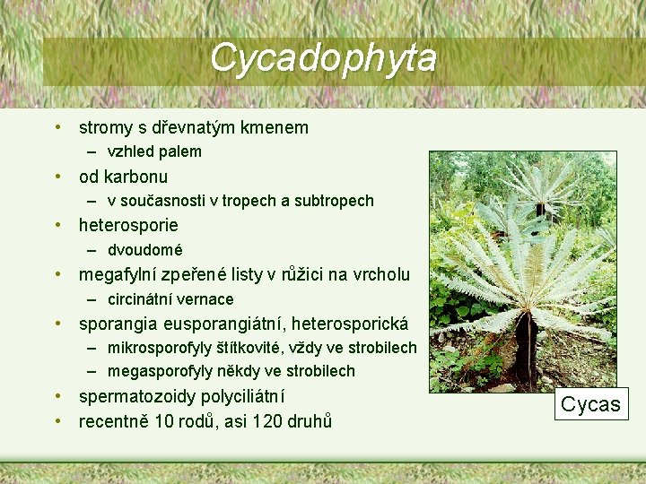 Cycadophyta • stromy s dřevnatým kmenem – vzhled palem • od karbonu – v