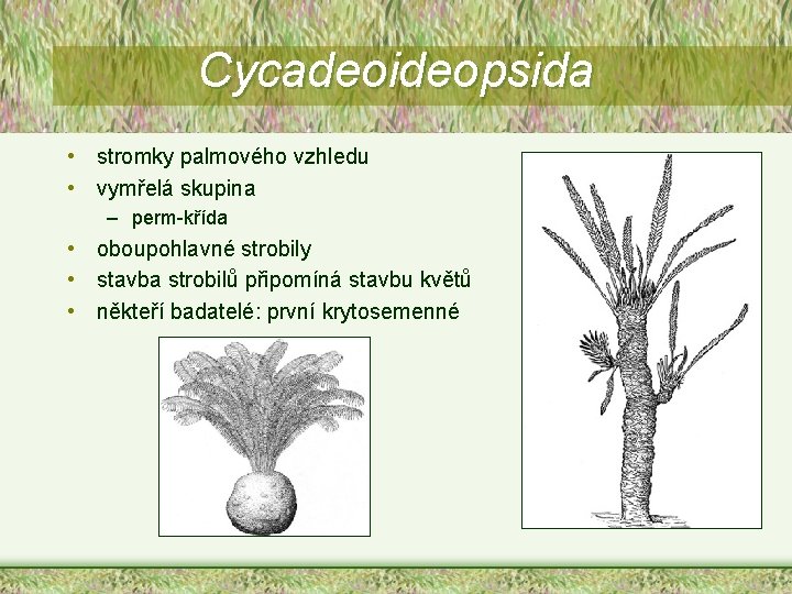 Cycadeoideopsida • stromky palmového vzhledu • vymřelá skupina – perm-křída • oboupohlavné strobily •