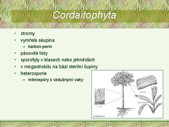 Cordaitophyta • stromy • vymřelá skupina – karbon-perm • • pásovité listy sporofyly v