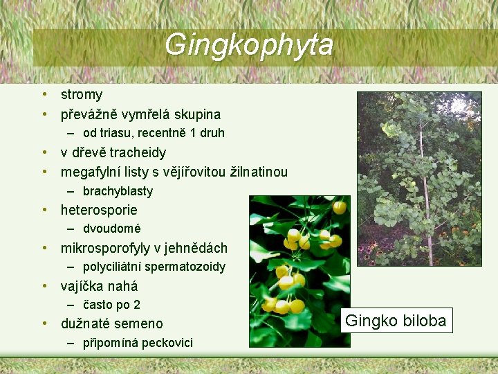 Gingkophyta • stromy • převážně vymřelá skupina – od triasu, recentně 1 druh •