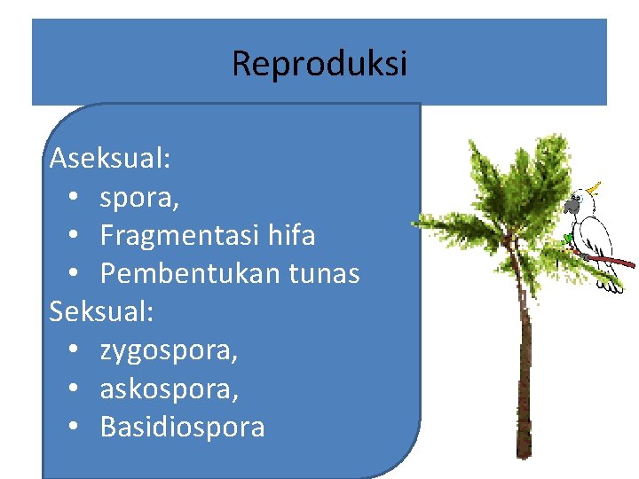 Reproduksi Aseksual: • spora, • Fragmentasi hifa • Pembentukan tunas Seksual: • zygospora, •