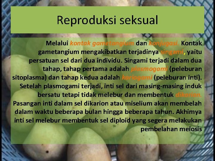 Reproduksi seksual Melalui kontak gametangium dan konjugasi. Kontak gametangium mengakibatkan terjadinya singami, yaitu persatuan