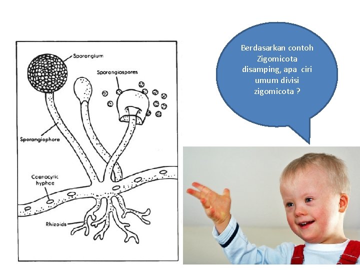 Berdasarkan contoh Zigomicota disamping, apa ciri umum divisi zigomicota ? 