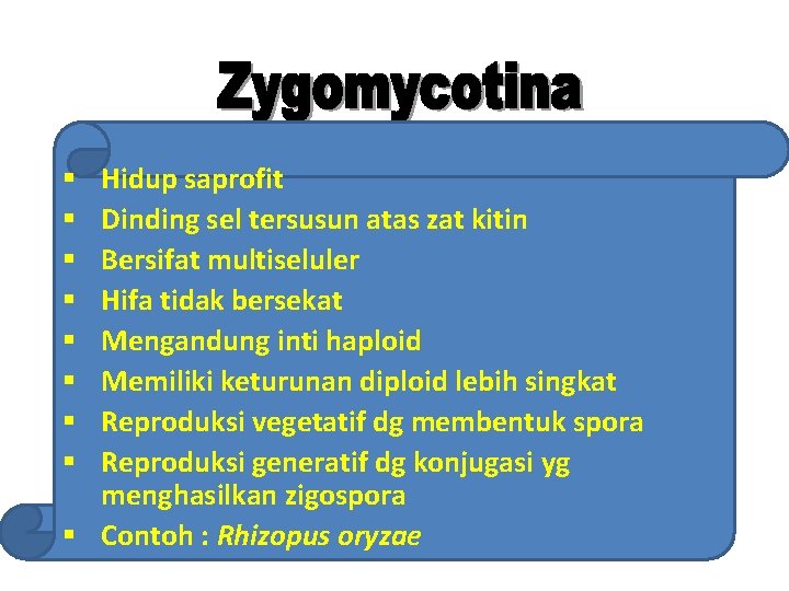  Hidup saprofit Dinding sel tersusun atas zat kitin Bersifat multiseluler Hifa tidak bersekat