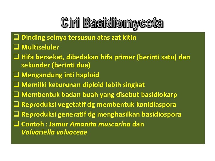 q Dinding selnya tersusun atas zat kitin q Multiseluler q Hifa bersekat, dibedakan hifa