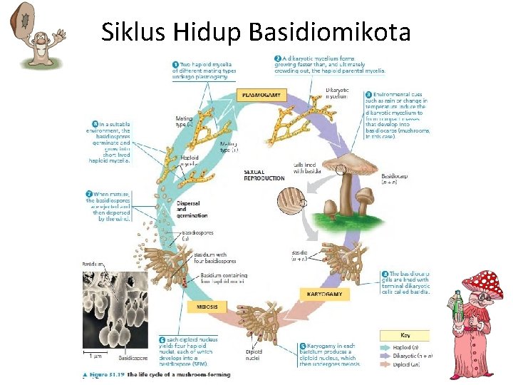 Siklus Hidup Basidiomikota 