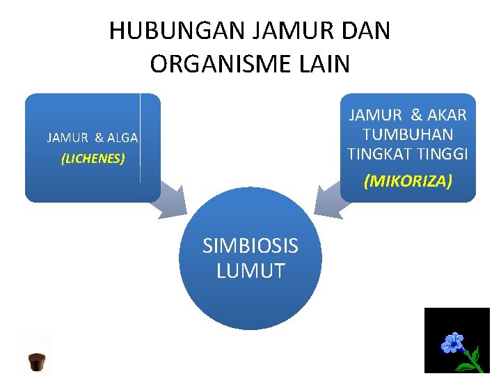 HUBUNGAN JAMUR DAN ORGANISME LAIN JAMUR & AKAR TUMBUHAN TINGKAT TINGGI (MIKORIZA) JAMUR &