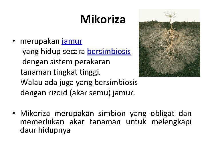 Mikoriza • merupakan jamur yang hidup secara bersimbiosis dengan sistem perakaran tanaman tingkat tinggi.