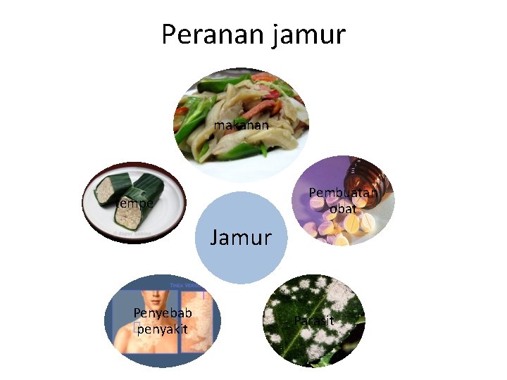 Peranan jamur makanan Pembuatan obat tempe Jamur Penyebab penyakit Parasit 