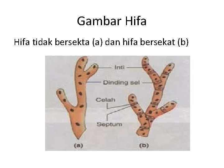 Gambar Hifa tidak bersekta (a) dan hifa bersekat (b) 