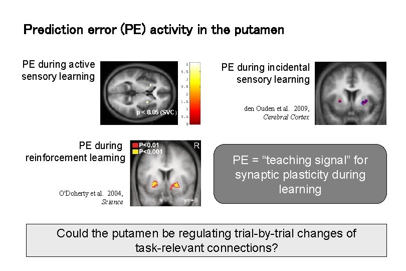 Prediction error (PE) activity in the putamen PE during active sensory learning PE during