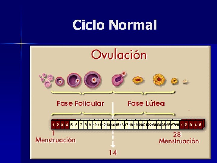 Ciclo Normal 