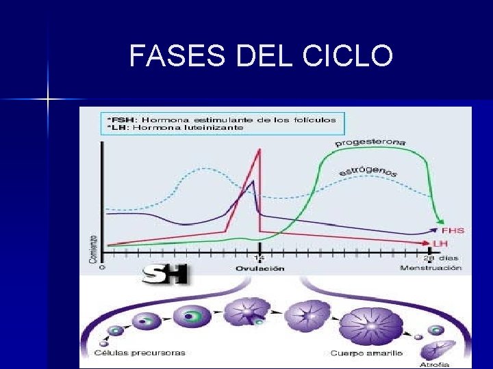 FASES DEL CICLO 