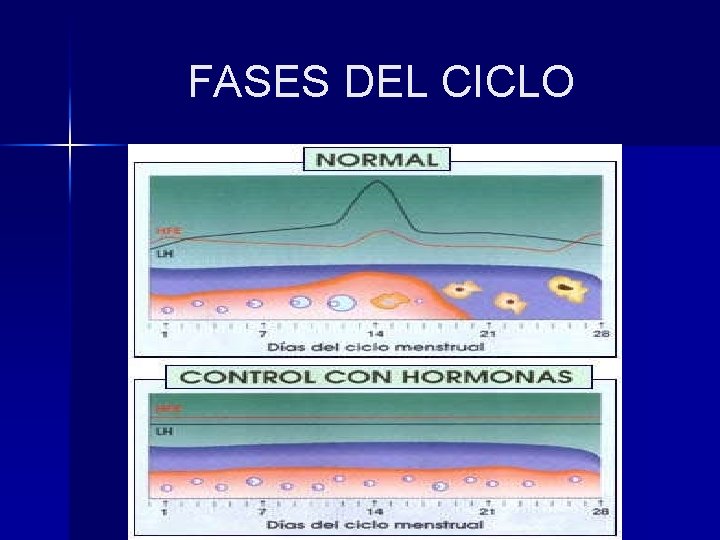 FASES DEL CICLO 