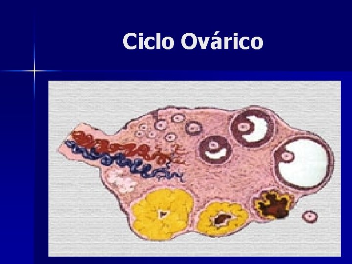 Ciclo Ovárico 
