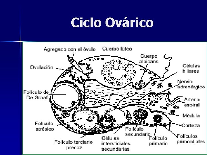 Ciclo Ovárico 
