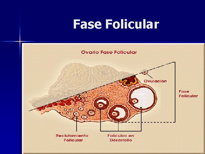 Fase Folicular 