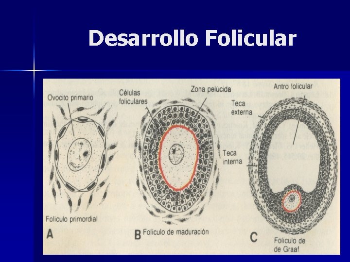 Desarrollo Folicular 