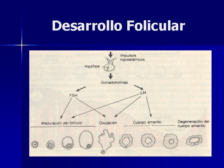Desarrollo Folicular 