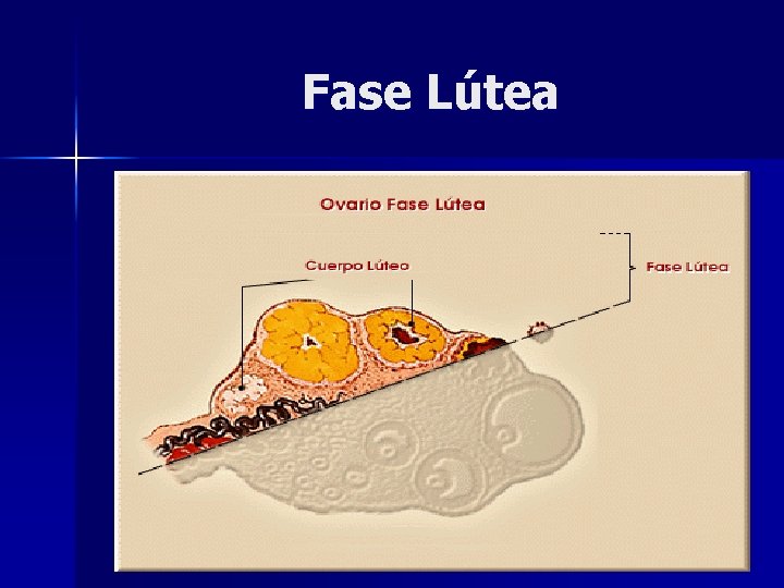 Fase Lútea 