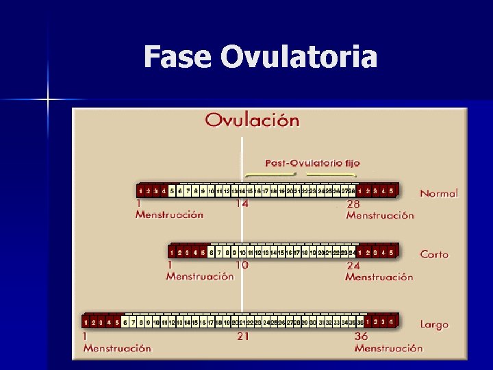 Fase Ovulatoria 